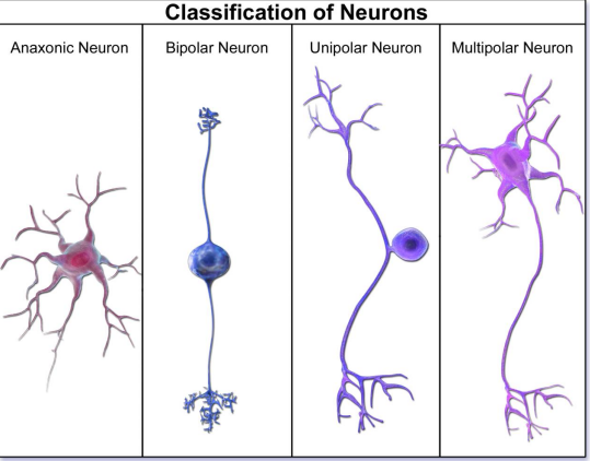 <p>Apolar</p><p>Unipolar</p><p>Bipolar</p><p>Pseudo unipolar</p><p>Multipolar</p><p></p>