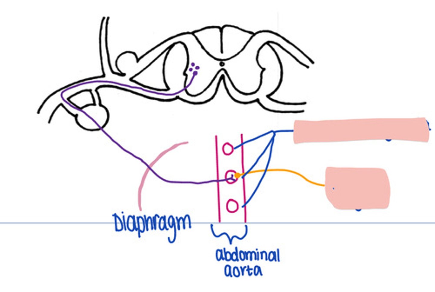 <p>In this pathway, where is synapse occuring</p>