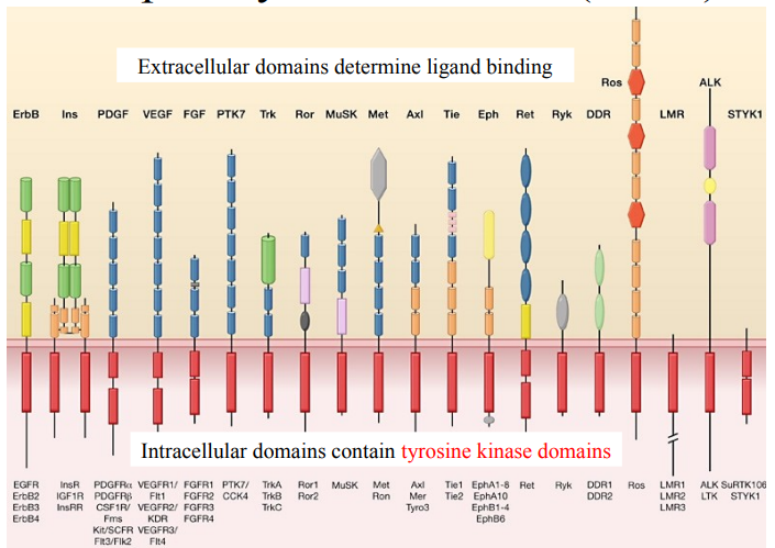 <ul><li><p>A large family of cell surface signalling receptors.</p></li><li><p>58 RTK genes identified in human genome, grouped into 20 subfamilies.</p></li><li><p>Some receptors are specific for one ligand and vice-versa. Other receptors interact with many ligands and vice-versa.</p></li><li><p>Mostly exist as monomers when unbound (except Insulin receptor).</p></li><li><p>EGF receptors, Insulin receptors, PDGF, FGF receptors, e.t.c.</p></li></ul><p></p>