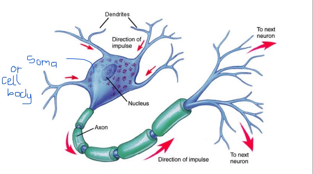 <ul><li><p>Dendrites: Inputs impulse into the cell</p></li><li><p>Axons: Transmits impulse out of the cell</p></li></ul>