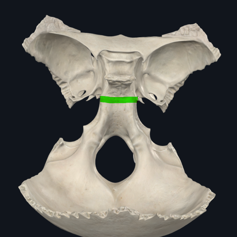 <p>Borde artificial, porque solo con un corte de sierra se separan</p><p>Unión entre occipital y esfenoides</p>