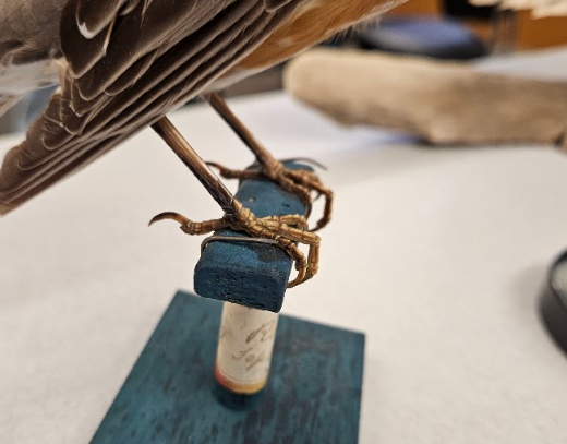 <p>the visible layer of the tarsus is without scales or plates</p>