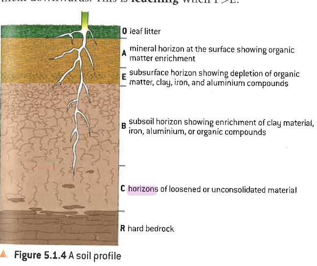 <p>layers based on soil composition and organic material</p>