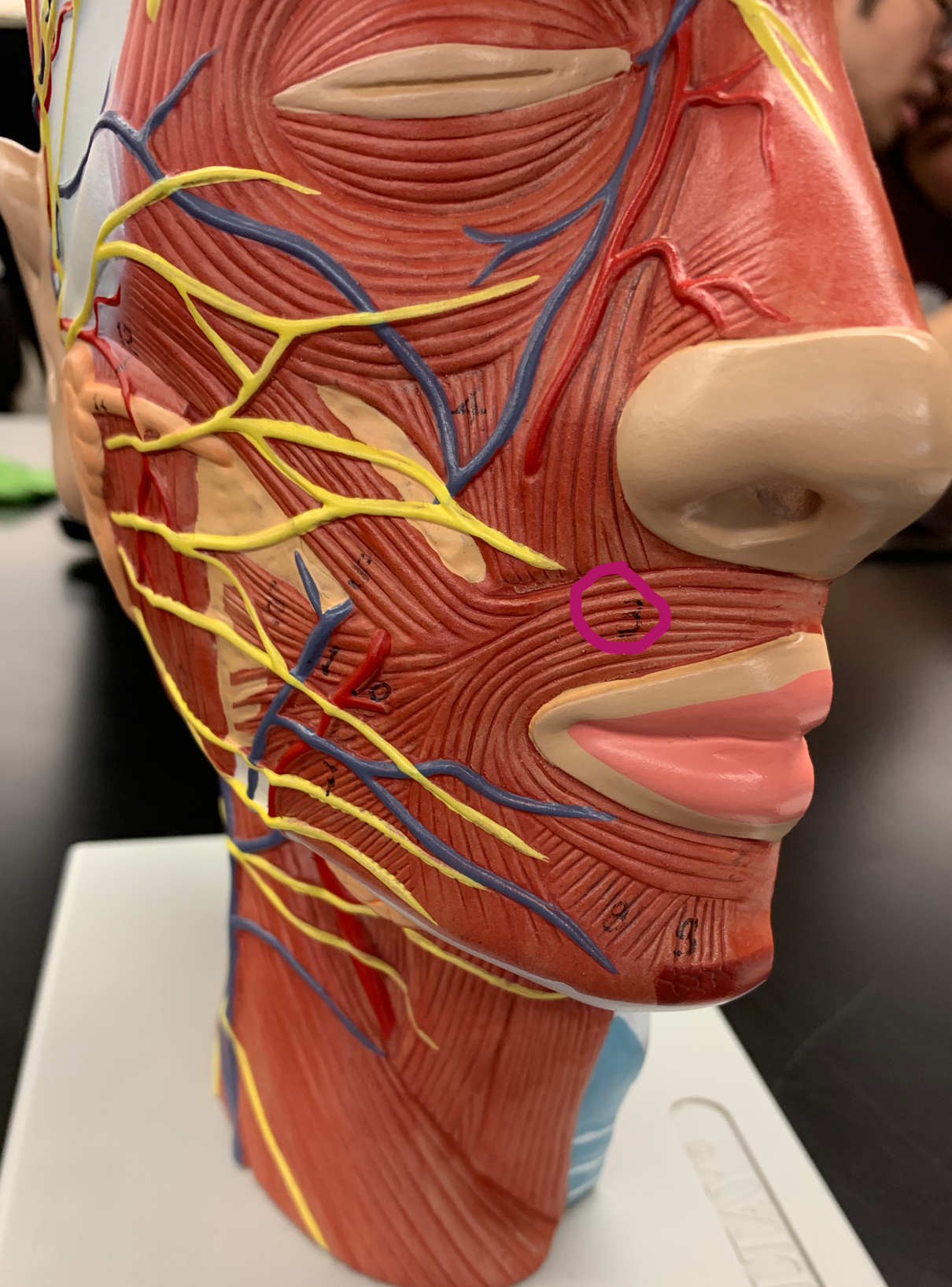 knowt flashcard image