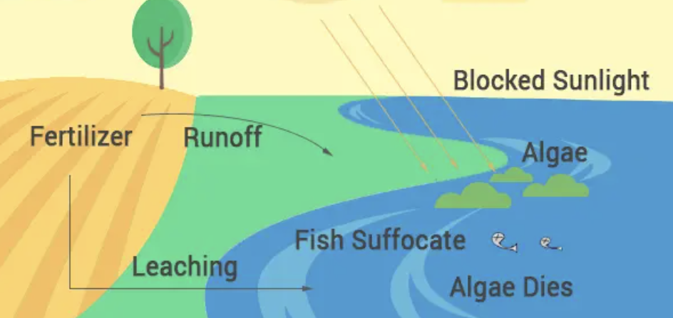 <ul><li><p>too many nutrients run off into water, providing food for algae to grow</p></li><li><p>algae block out sunlight, killing plants</p></li><li><p>algae run out of food and die</p></li><li><p>bacteria eat dead algae, use up oxygen in water</p></li><li><p>anoxic water cannot support life</p></li></ul>