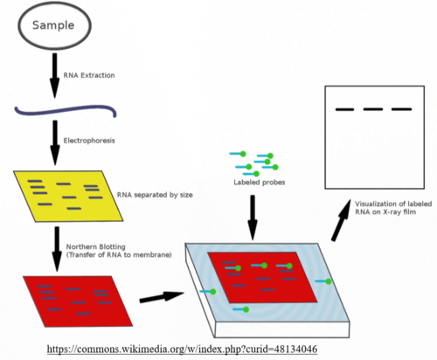 <p>northern blotting; RNA</p>