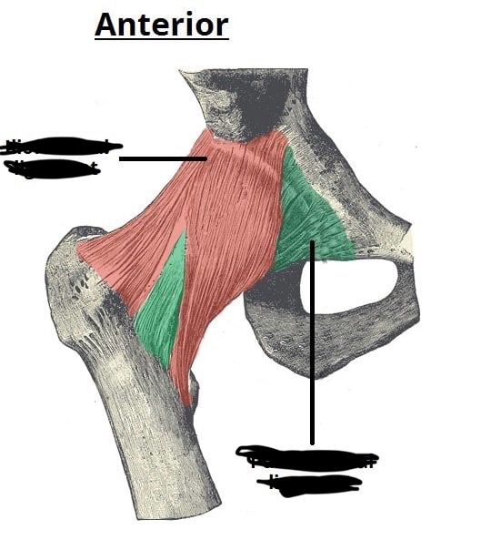 <p>Iliofemoral ligament - which color?</p>