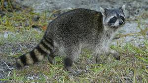 <p>Procyon lotor</p>