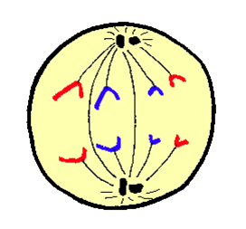 The third stage of mitosis when the centromeres divide into two and the spindle fibres pull the individual chromatids making up the chromosome apart to their respective, opposite poles of the cell.
