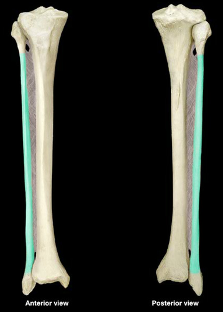 <p>Elongated, slender portion located between the expanded ends of the fibula.</p>