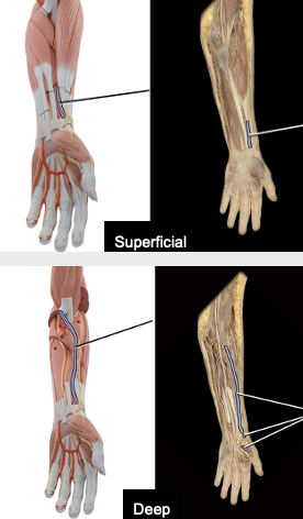<p>supplies to arm</p>