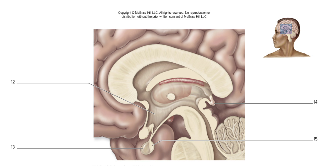 <p>Anterior Pituitary Gland (13)</p>