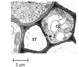 <p>Describe the structure labelled Z that connects the cytoplasm of the companion cell to the sieve tube element. (2)</p>
