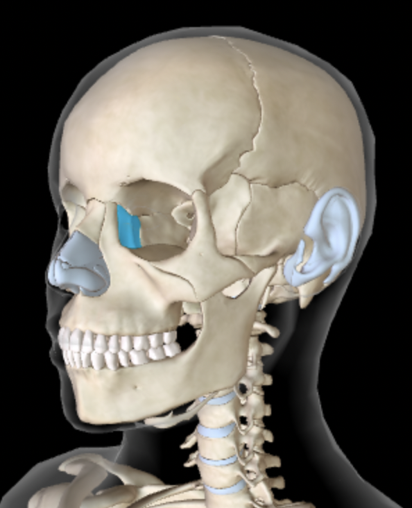 <p>Which bone is this?</p>