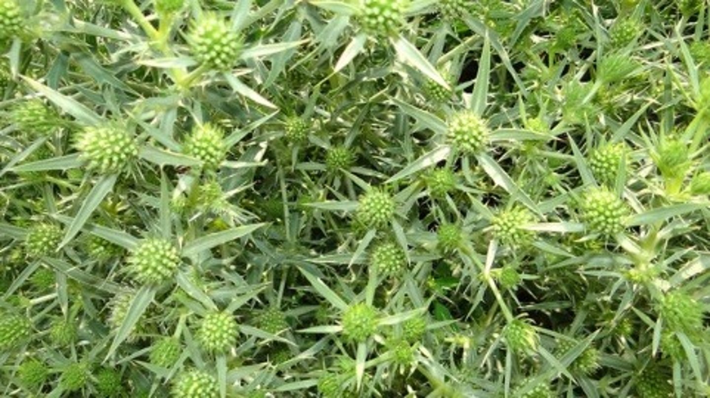 <p>welke plant</p>