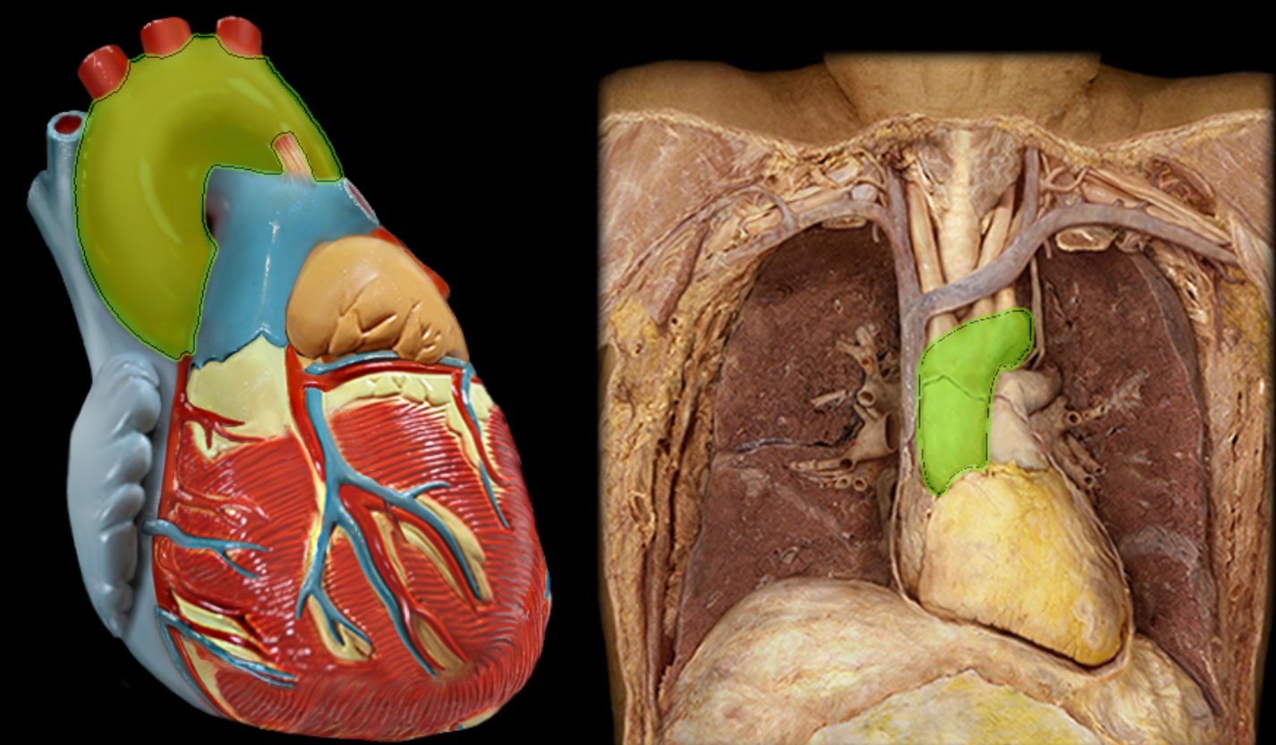 Lab Heart Anatomy Flashcards Knowt