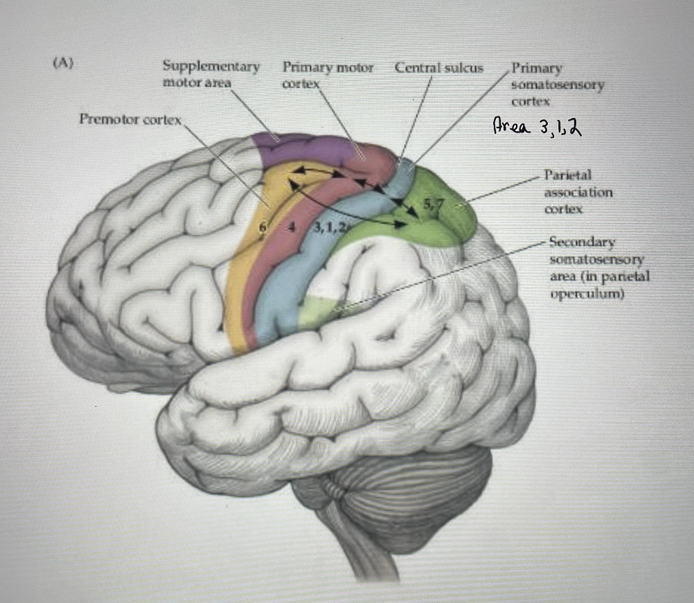 <ul><li><p>post central gyrus (parietal lobe)</p><ul><li><p>immediately posterior to central sulcus</p></li></ul></li><li><p>receives info from tactile and proprioceptive receptors via the thalamus</p></li><li><p>of stimuli and discriminates among various shapes, sizes and textures of objects</p></li></ul><p></p>