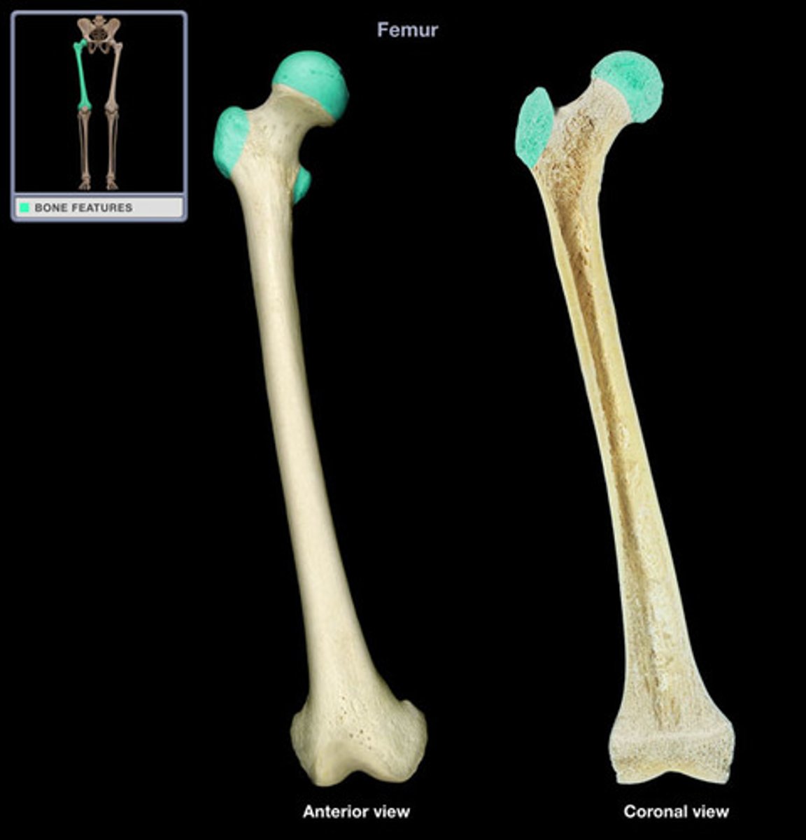 <p>on the end of the long bone closest to the trunk of the body</p>