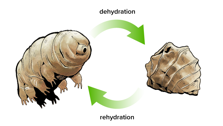 <p>Phylum: Onychophora and Tardigrada</p><p>Larva for O: have yolk egg</p><p>Larva for Tardi: no larval stages, but can do cryptobiosis</p>