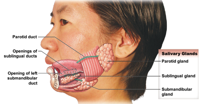 * parotid gland
* sublingual gland
* submandibular gland