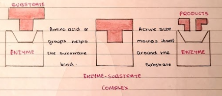 <p>The active site of the enzyme changes shape to fit the substrate inside. They are complimentary shapes but not identical.</p>