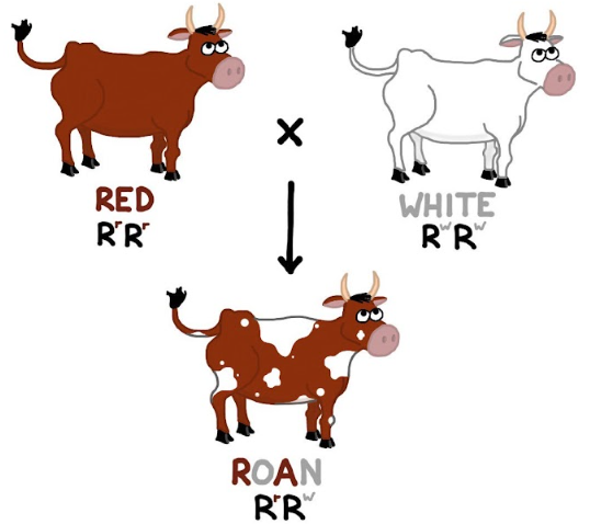 <p><span>What pattern of inheritance is demonstrated by this image?</span></p>