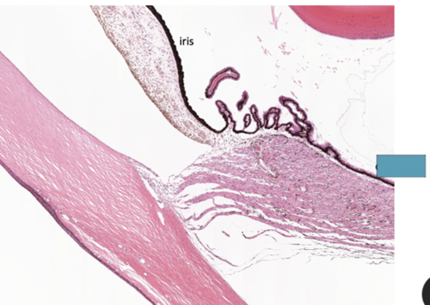 <p>Identify the specific structure</p>