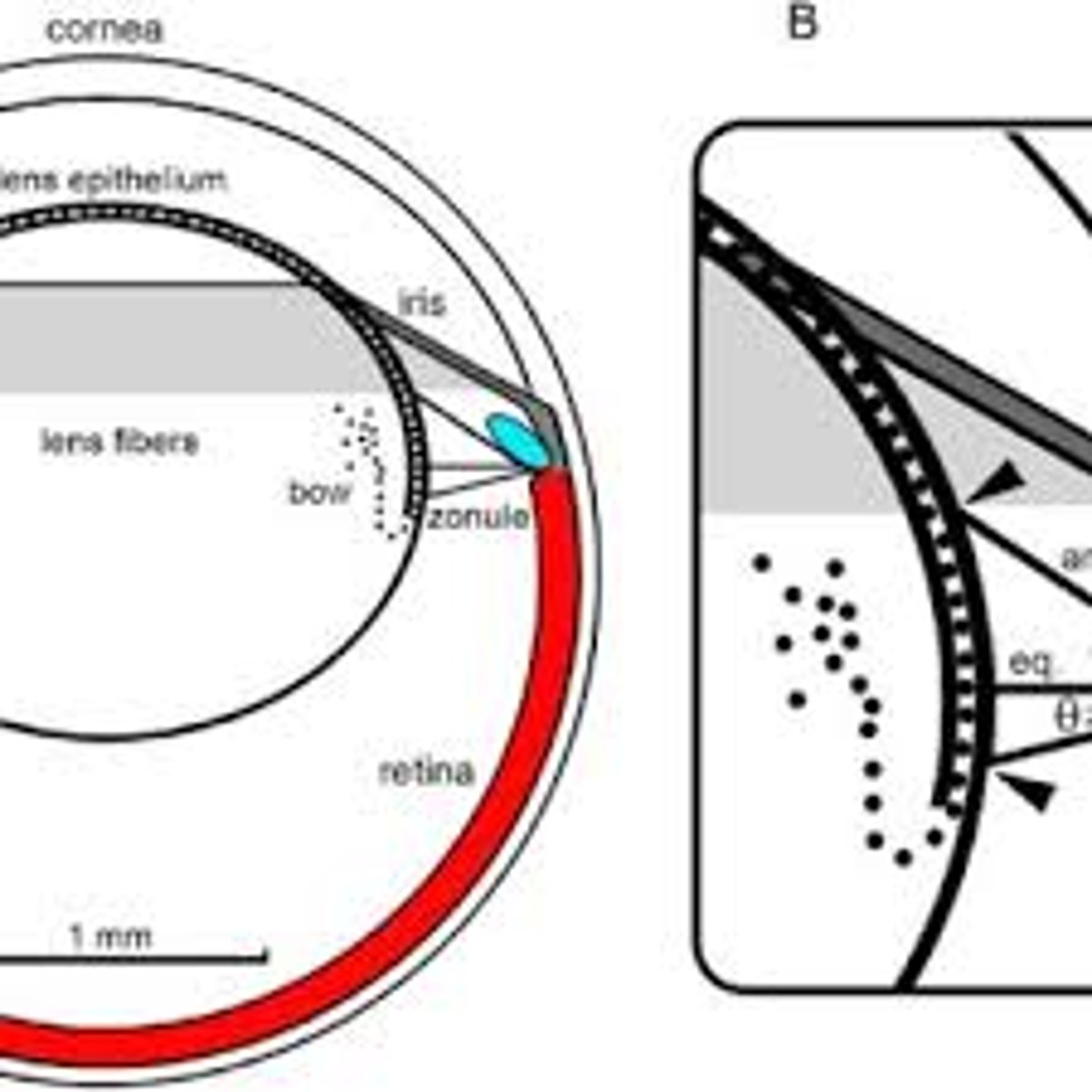 <p>Zonular girdle</p>