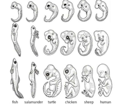 <ul><li><p>Some homologous structures can be seen only in embryos. </p></li><li><p>For instance, all vertebrate embryos (including humans) have gill slits and a tail during early development! The developmental patterns of these species become more different later on (which is why your embryonic tail is now your tailbone, and your gill slits have turned into your jaw and inner ear). Homologous embryonic structures reflect that the developmental programs of vertebrates are variations on a similar plan that existed in their last common ancestor.</p></li></ul><p></p>