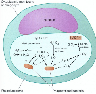 <ul><li><p><strong>Respiratory burst</strong> and <strong>H₂O₂–myeloperoxidase–halide system</strong> generate reactive oxygen species</p></li><li><p><strong>Respiratory burst: NADPH oxidase</strong> converts O₂ → superoxide (O<sub>2</sub><sup>-</sup>) → H₂O₂</p></li><li><p><strong>Myeloperoxidase</strong> converts H₂O₂ + Cl⁻ into <strong>toxic hypochlorous ions</strong></p></li><li><p>Neutrophils protect themselves with <strong>antioxidants</strong> like vitamins C and E</p></li></ul><p></p>