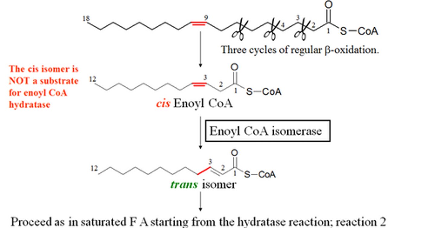 <p>How many regular saturated cycles does it take to oxidize the first saturated part of the oleic acid?</p>