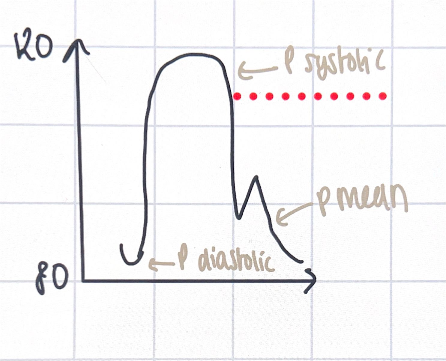 <ul><li><p>laminar</p></li><li><p>reynolds no is 2000</p></li><li><p>pulse pressure= s-d</p></li><li><p>systole, contraction</p></li><li><p>diastole relax</p></li><li><p>pulse wave; elastic deformation as artery walls stretch when blood moves in </p></li></ul><p></p>