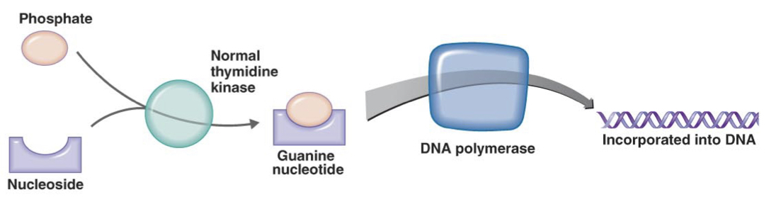 The enzyme thymidine kinase combines phosphate with nucleosides to form nucleotides, which are then incorporated into DNA