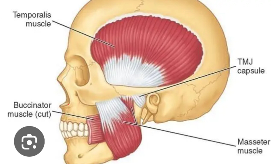 <p>Name the muscle that compresses the cheeks to assist in mastication.</p>