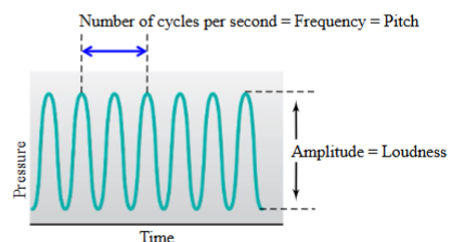 <ul><li><p>The number of cycles per second represents the frequency (length).</p></li><li><p>The amplitude (width) represents the loudness of the sound. </p></li></ul><p></p>