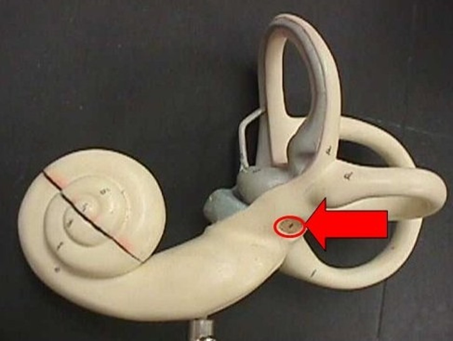 <p>Connects middle ear with the upper half of the cochlea. Transfers vibrations.</p>