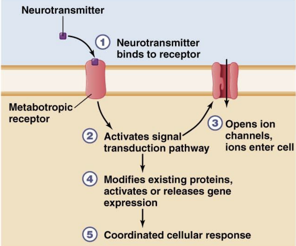 <p>Membrane-bound receptors, that instead of opening ion channels directly, they initiate signal transduction pathways that often lead to a <strong><u>slower</u></strong> and <strong><u>more complex</u></strong> cellular response. These pathways can alter existing proteins or regulate gene expression, causing a coordinated cellular response.</p>