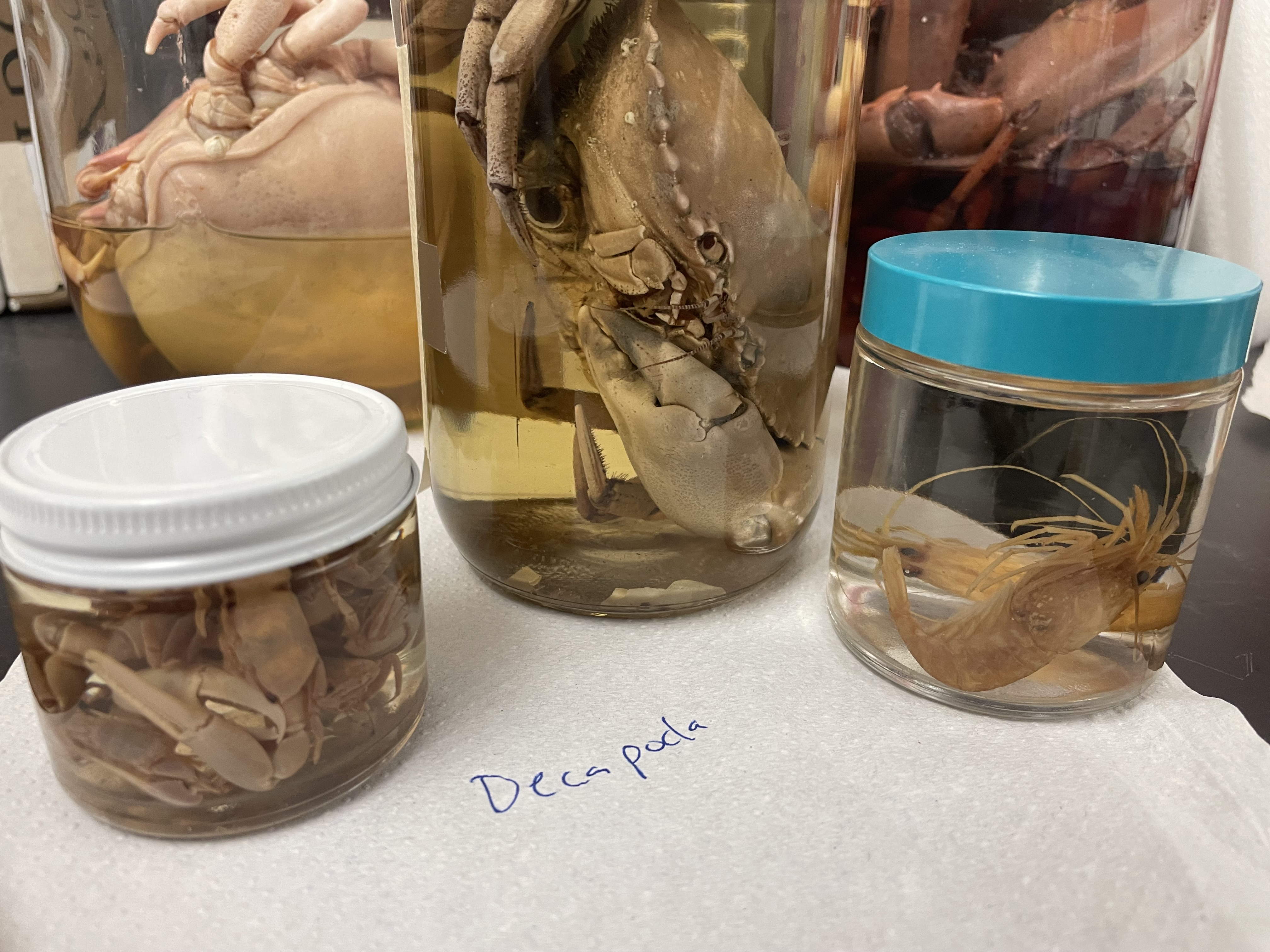 <p>Subphylum</p><p>class</p><p>Order</p><p>Genus</p>