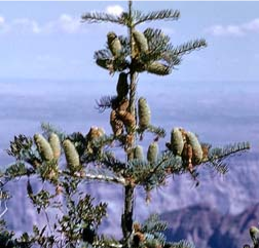 <p>. long needles + cones GREEN cones 2-3 inch needles</p>