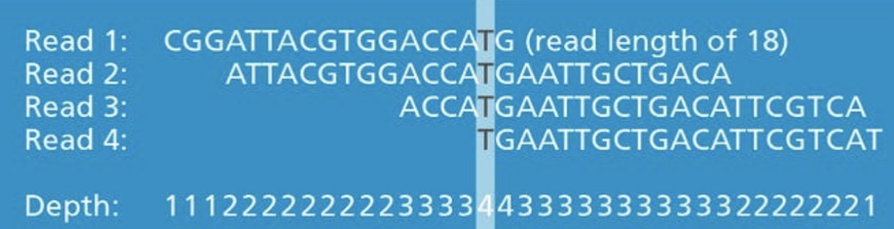 <ul><li><p>Coverage in DNA sequencing is the number of unique reads that incldue a given nucleotide in the reconstruced sequence.</p><ul><li><p>Higher depth = more confidence in assembly.</p></li><li><p>Low depth = risk of missing regions or errors.</p></li></ul></li><li><p>Sequencing depth varies across the platforms and depends on the application goals.</p></li></ul><p></p>