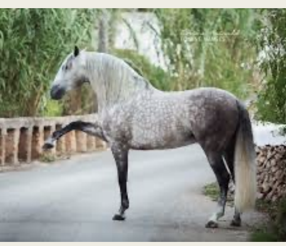 <p>Andalusian</p>