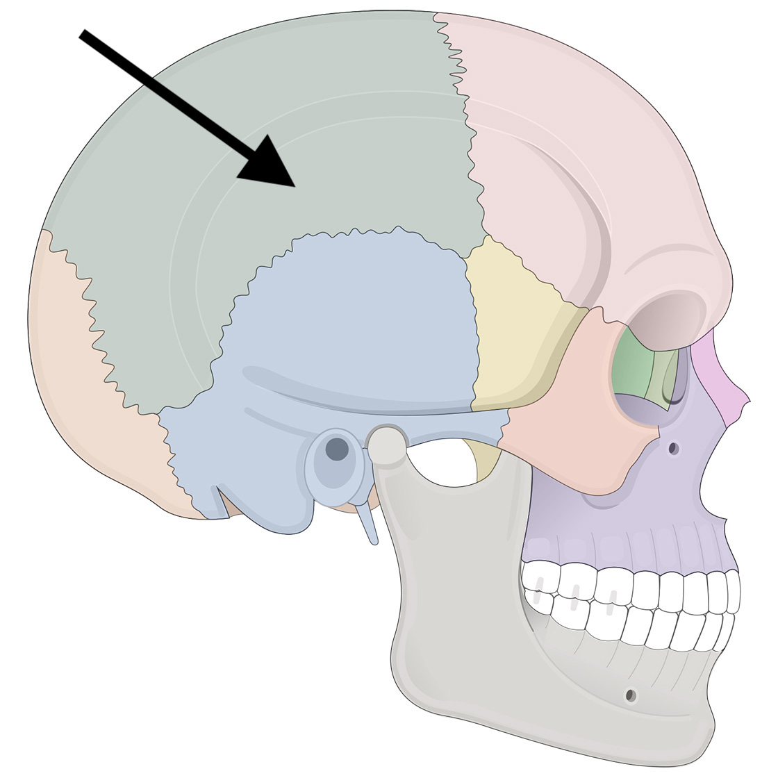 <p>Name the bone</p>