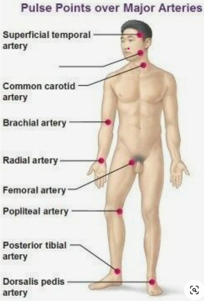 <p>superficial temporal artery, common carotid artery, brachial artery, radial artery, femoral artery, popliteal artery, posterior tibial artery, dorsalis pedis artery </p>
