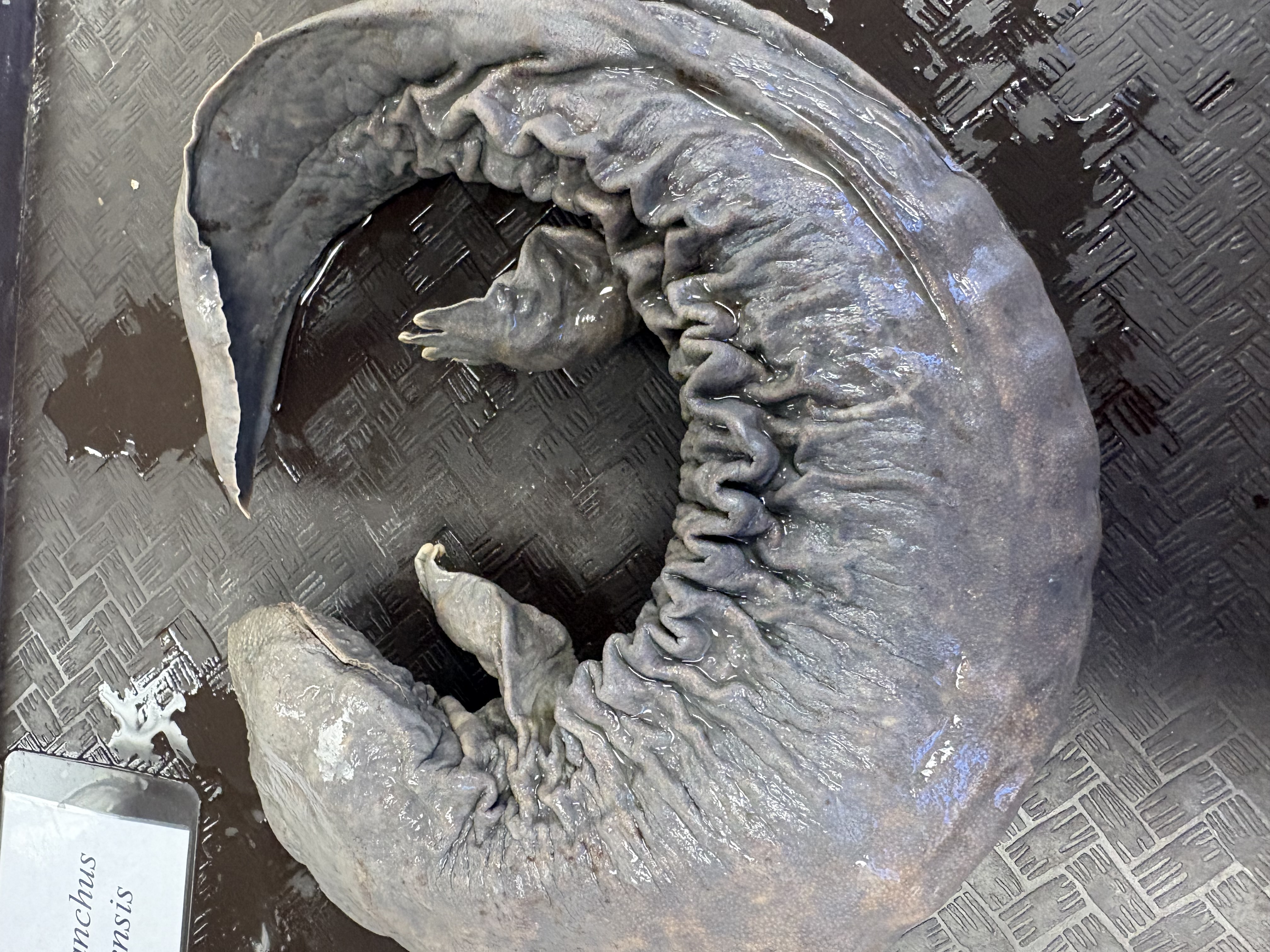 <p>Folds, only species in ky, SGCN</p>