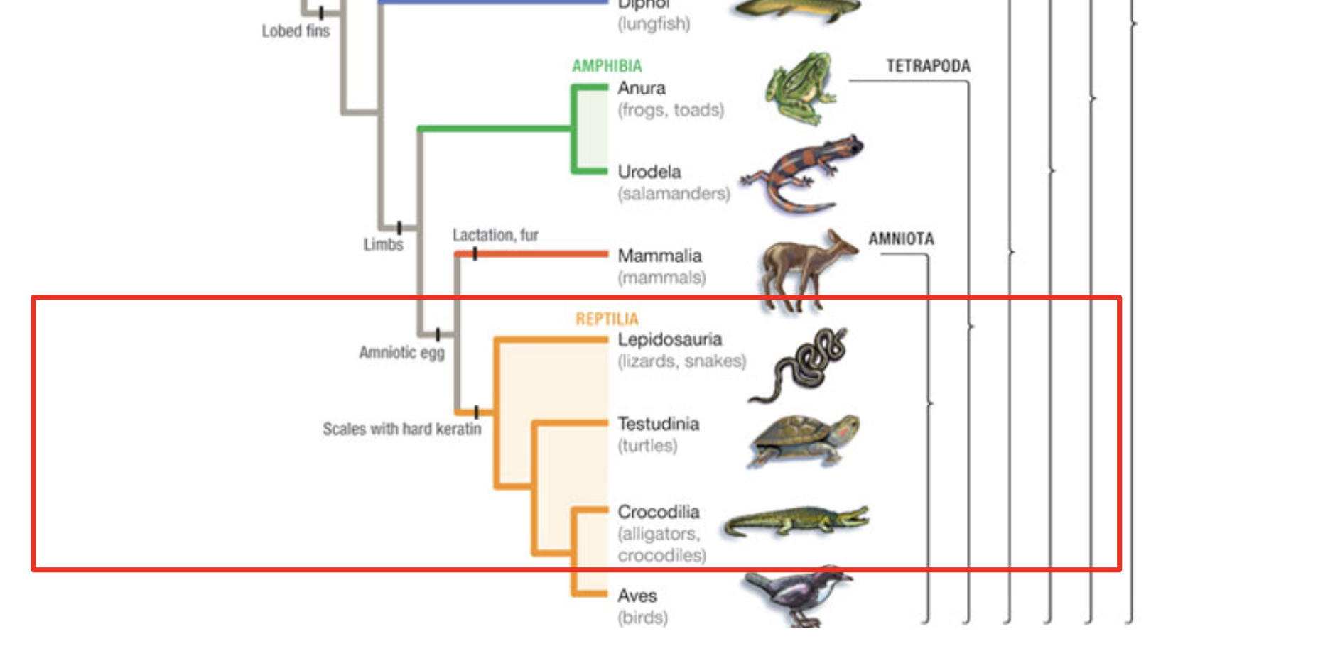 <p>paraphyletic </p>