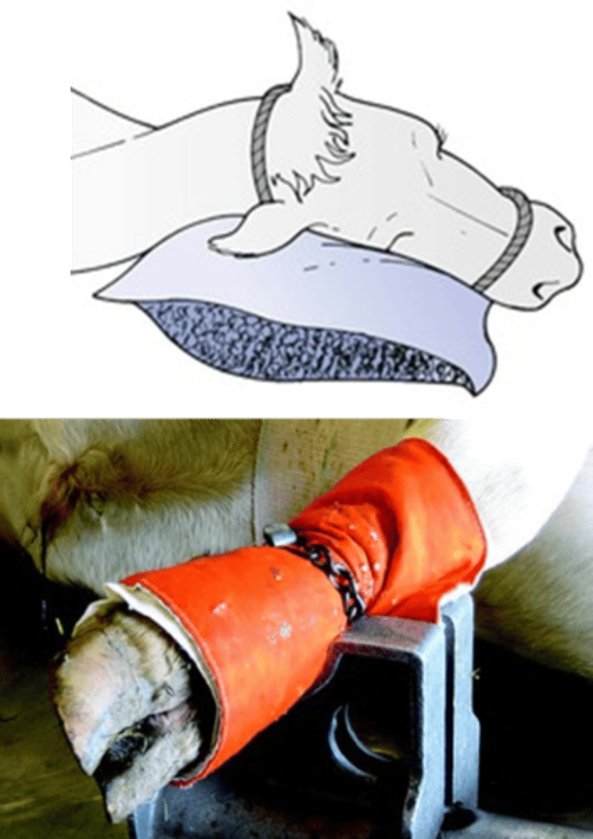 <p>•Use same principles as for small animals</p><p>•Additional concerns</p><p>•Position ruminants with mouth lower than pharynx</p><p>•Allows drainage of saliva and any regurgitated material from the mouth, preventing build up in the pharynx</p><p>•Reduces aspiration risk</p><p>•Provide padding to prevent neuropathy and myopathy as in horses</p>