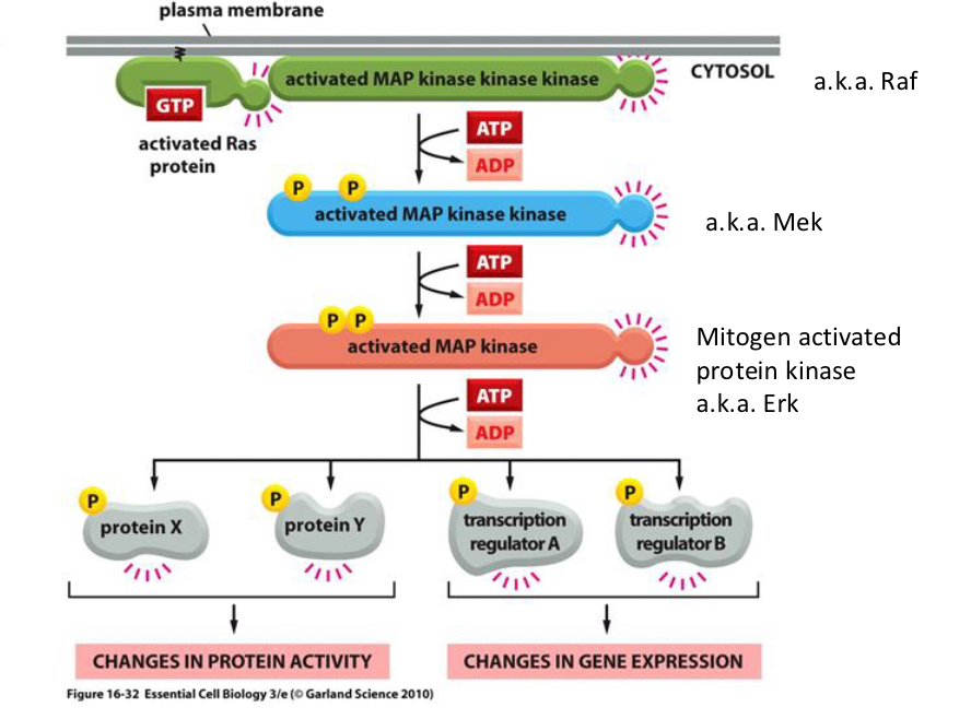 <p>Phosphorylate their substrate. Kinases activated phosphorylate subsequently kinases in cascade</p>