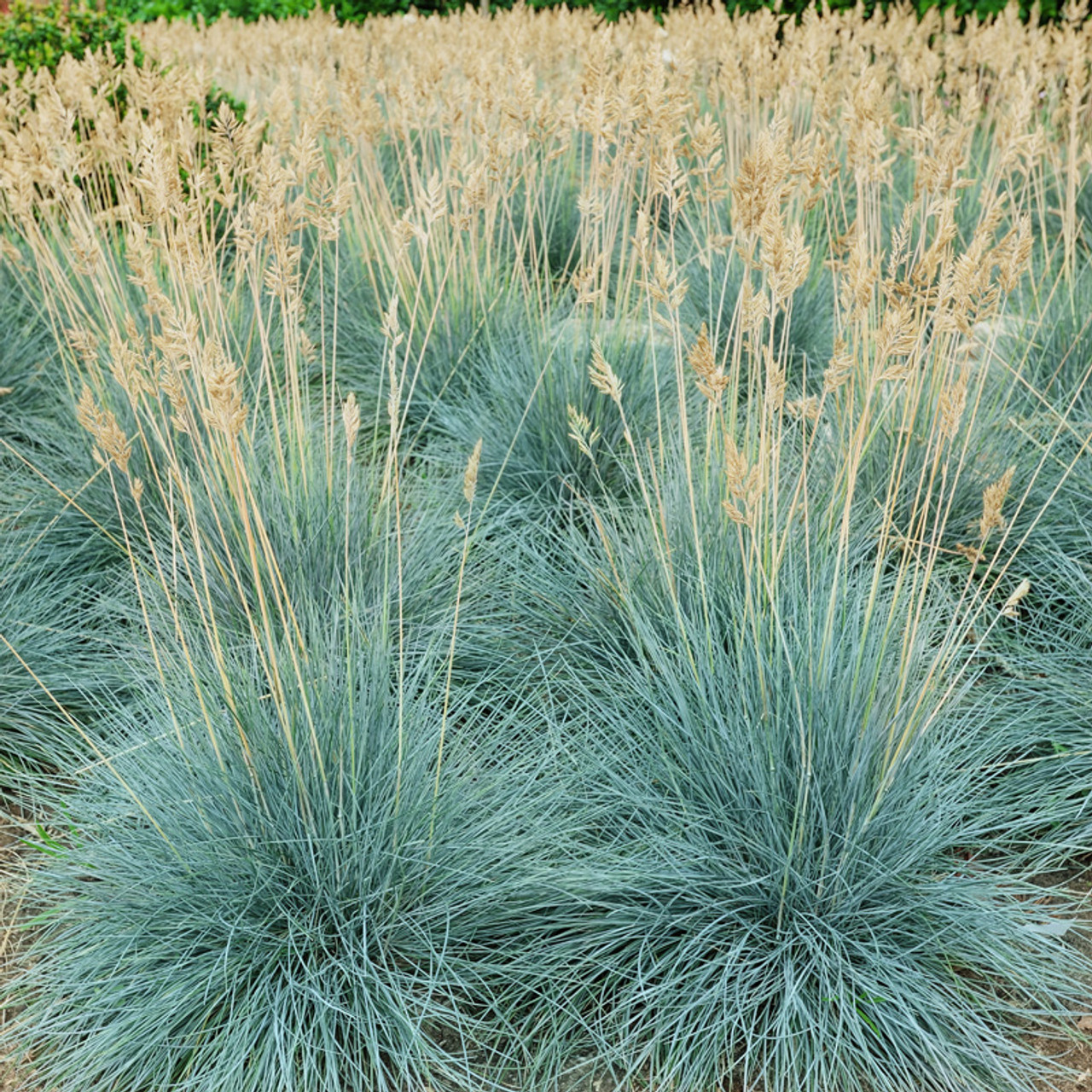 <p>‘Elijah Blue’ Fescue Grass</p>