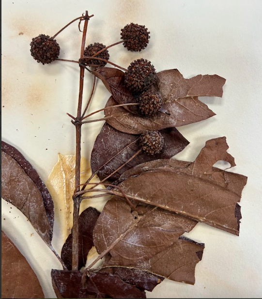 <p>Rubiaceae</p><p><em>Cephalanthus</em></p>