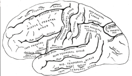 <ul><li><p>Precentral Gyrus</p></li><li><p>Superior, middle, inferior gyri</p></li><li><p>Central Sulcus</p></li></ul><p></p>